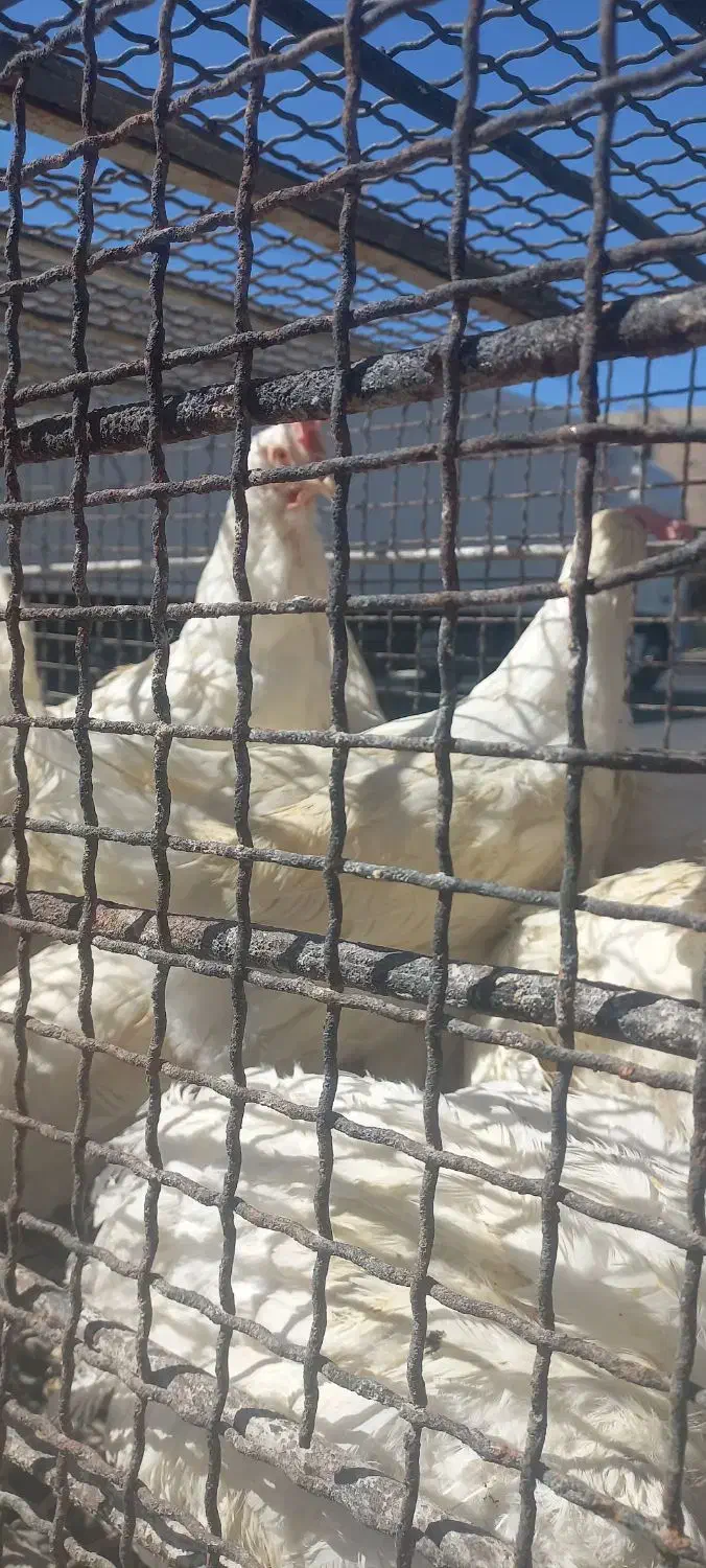 مرغ قربانی|حیوانات مزرعه|کرج, کمالشهر|دیوار