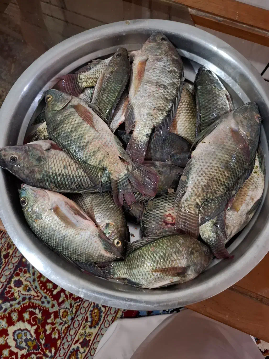 ماهی شانگ صید روز|خوردنی و آشامیدنی|کارون, |دیوار