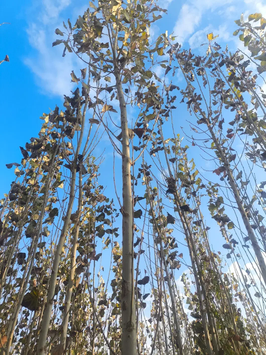 صنوبر|گل و گیاه طبیعی|میاندوآب, |دیوار