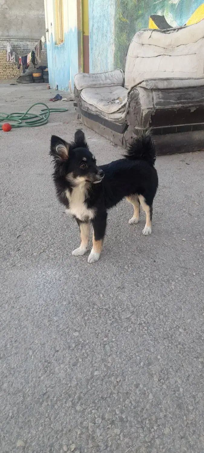 توله سگ پاکوتاه اشپیتز|سگ|بجنورد, |دیوار