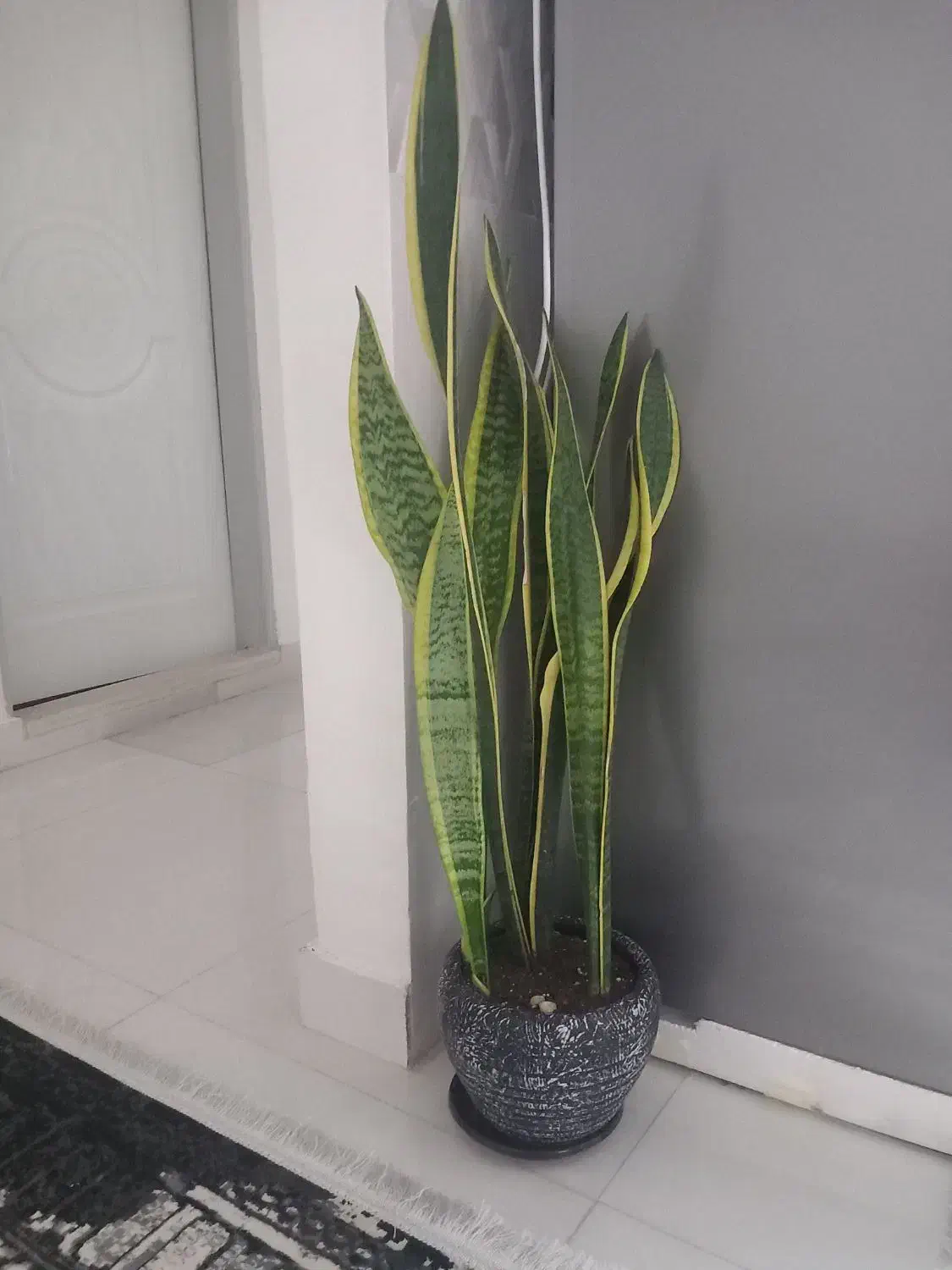 گل طبیعی|گل و گیاه طبیعی|رشت, کوی مهر|دیوار