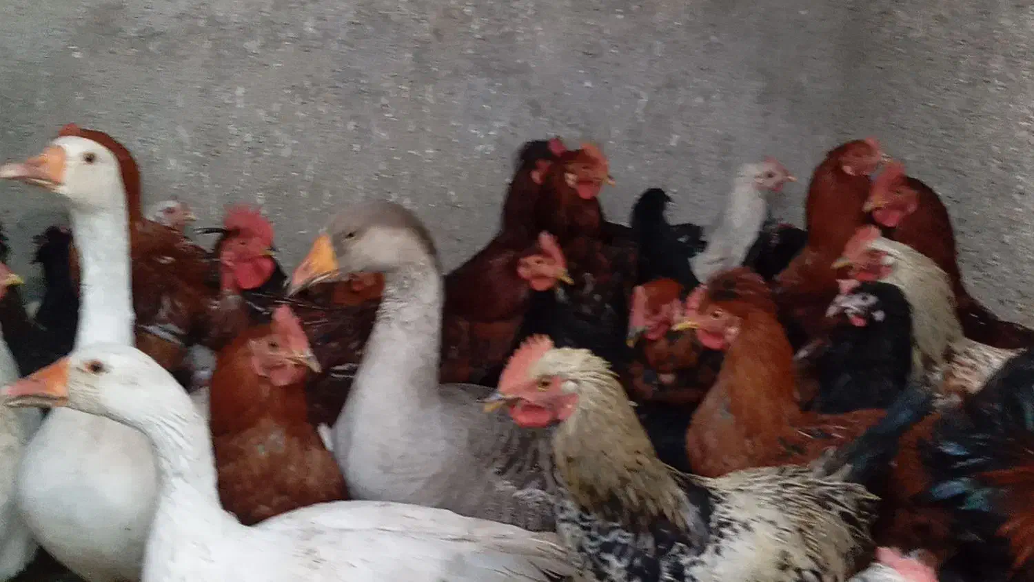 خروس مرغ غاز|حیوانات مزرعه|پیشوا, |دیوار