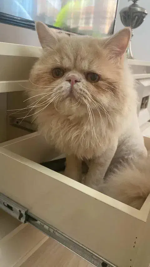 گربه پرشین|گربه|تبریز, |دیوار