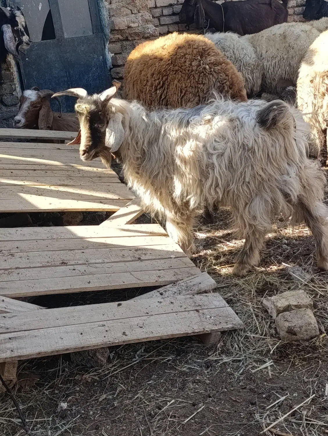 فروش گوسفند بره بز و بزغاله|حیوانات مزرعه|ارومیه, |دیوار