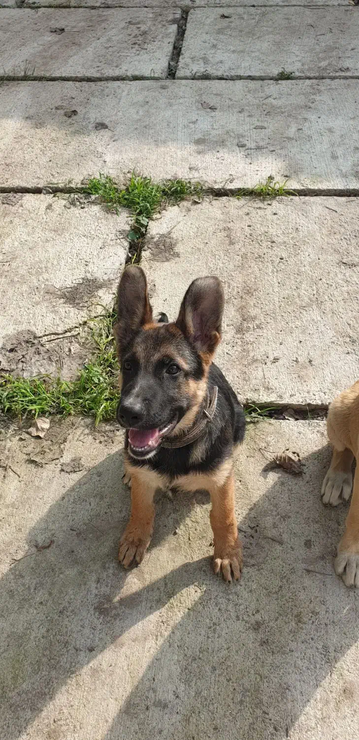 توله ژرمن|سگ|کوچصفهان, |دیوار