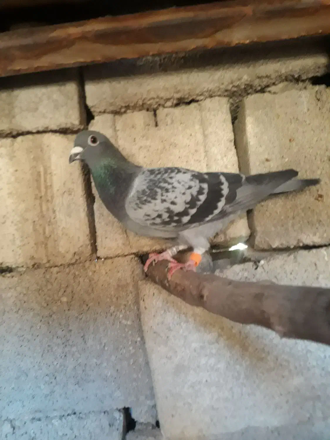 پلاکیا|پرنده|مسجد سلیمان, |دیوار