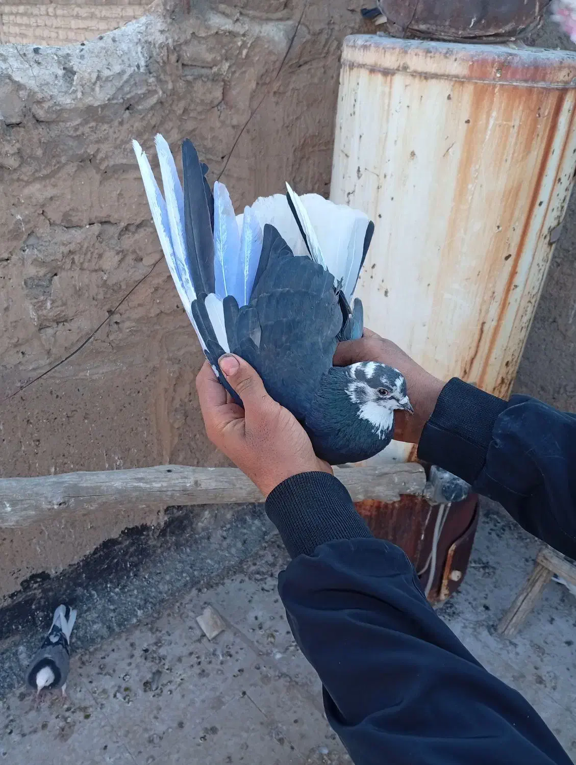 کفتر|پرنده|قم, وادی السلام|دیوار