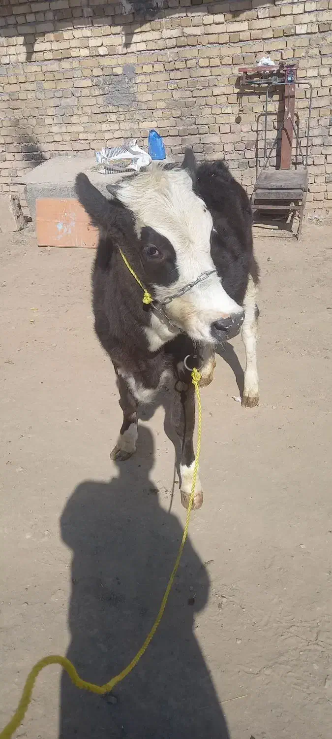 دوراس تلیسه|حیوانات مزرعه|ازنا, |دیوار