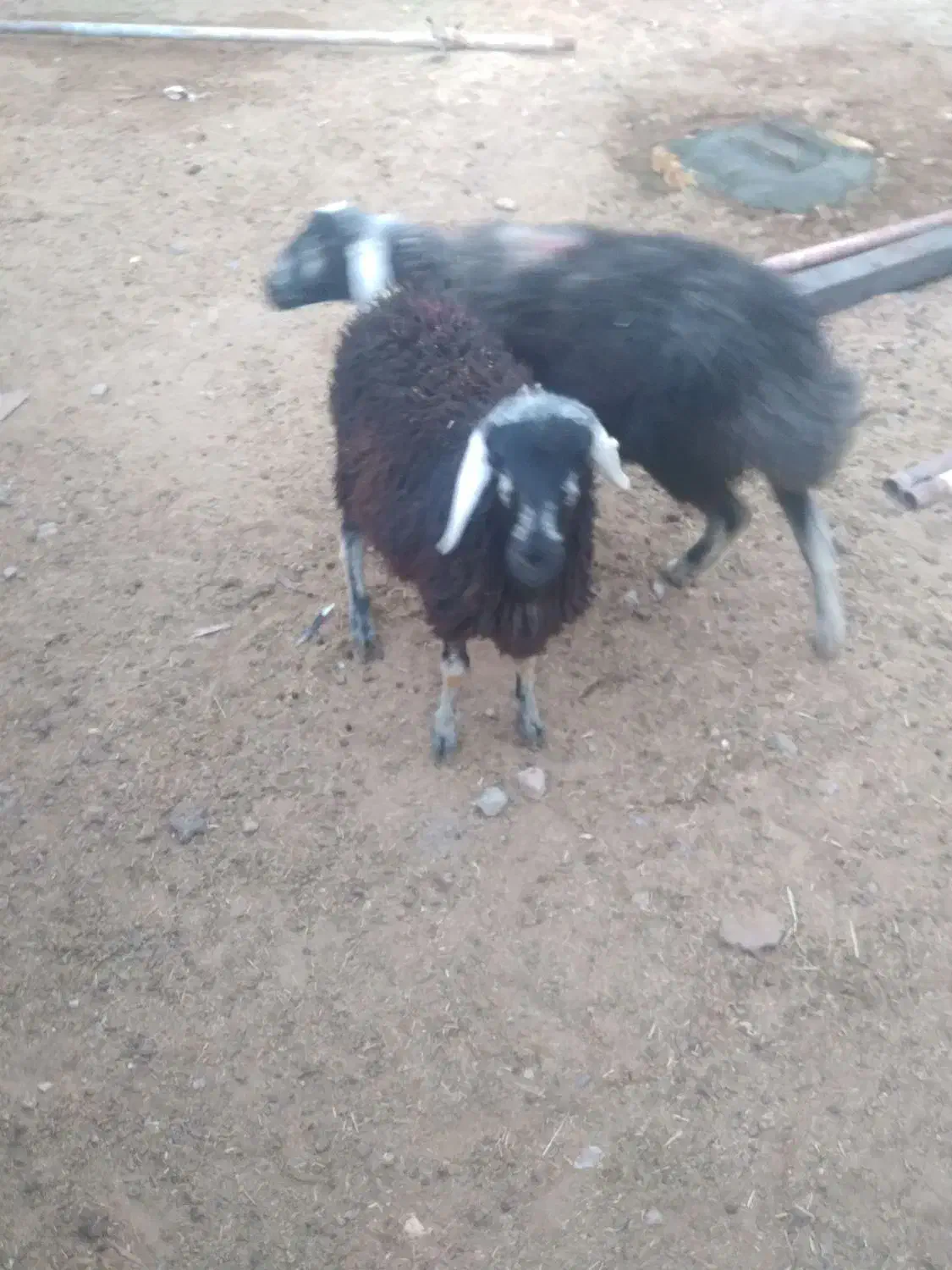 ۱ عدد بره ماده سبز|حیوانات مزرعه|خمینیشهر, |دیوار