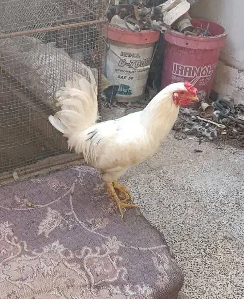 خروس و بوقلمون جفت تخم گذار|حیوانات مزرعه|بندر گناوه, |دیوار