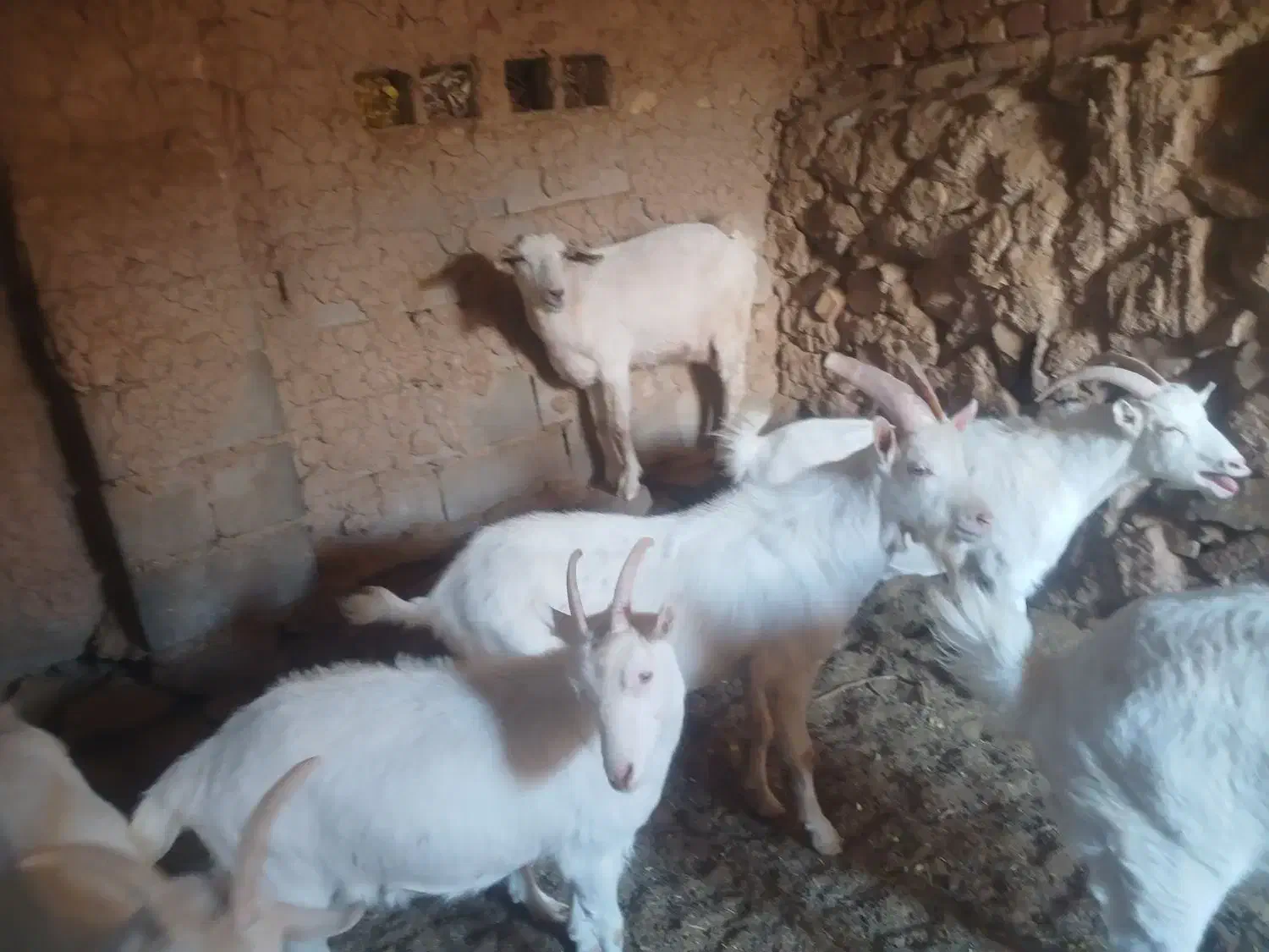 بزسانن شیرمو|حیوانات مزرعه|بیرجند, |دیوار