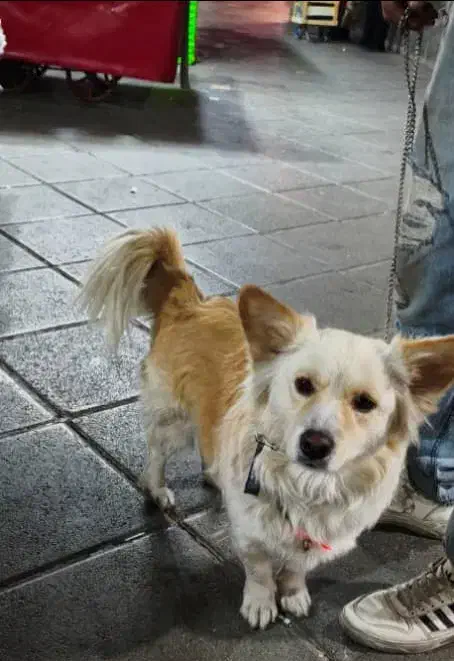 سگ اشپیتز (آلمانی ) مدل روباحی|سگ|کرج, ساسانی (قلمستان)|دیوار