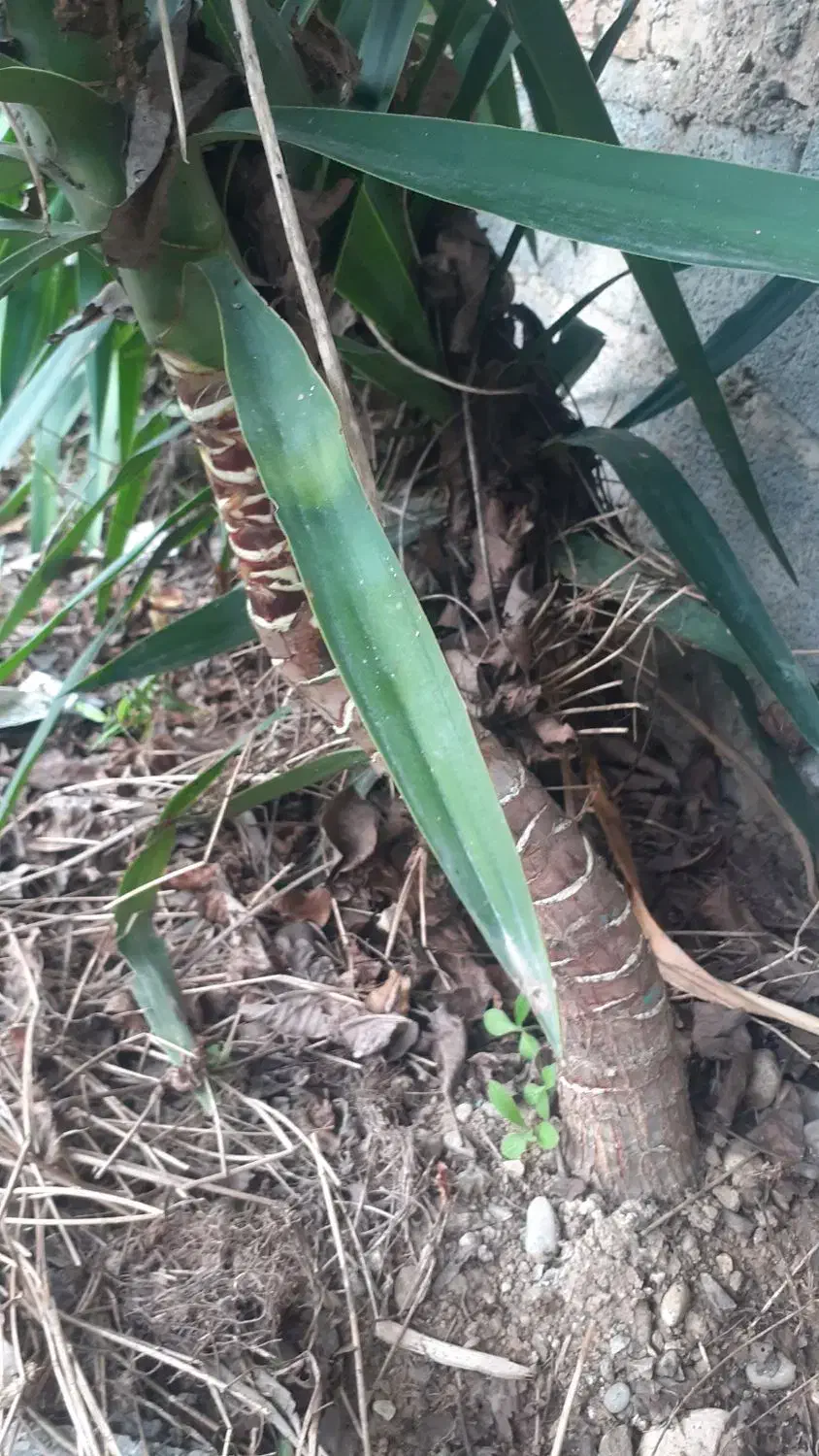 گل یو کا برای فروش|گل و گیاه طبیعی|ساری, |دیوار