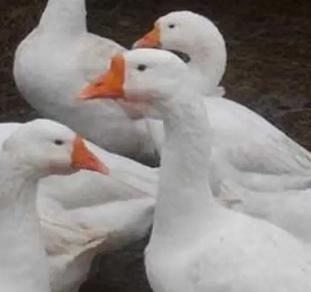 قوغاز|حیوانات مزرعه|زابل, |دیوار