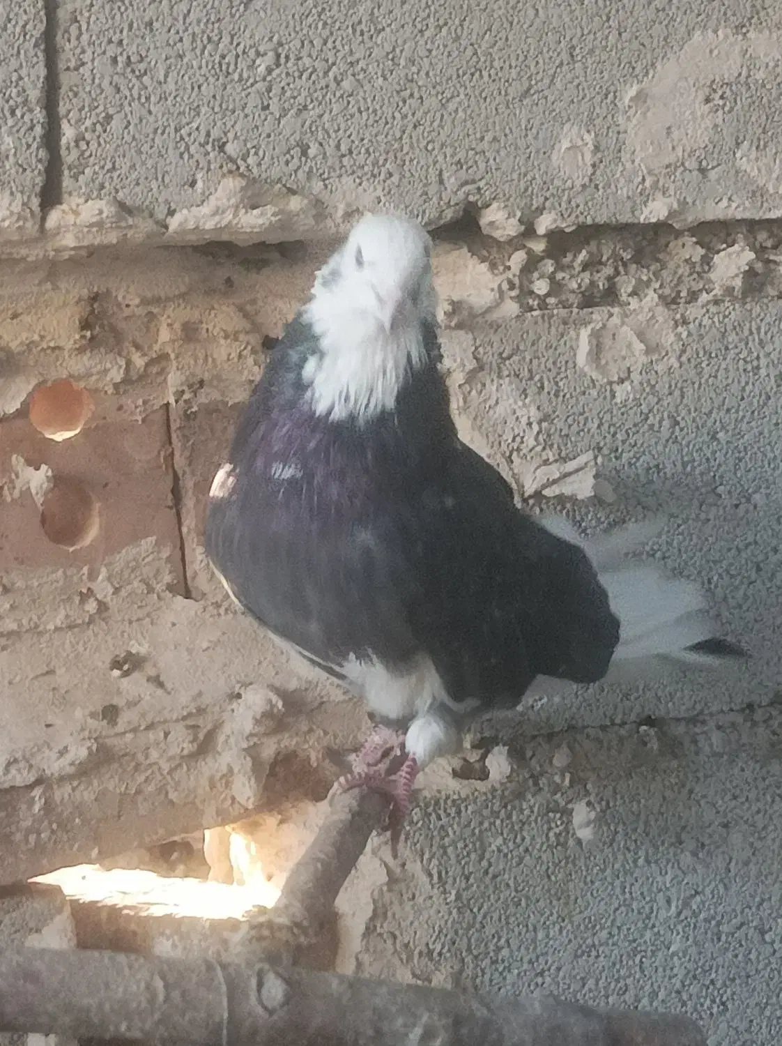 کبوترهای خالقدیم اکثرا گرگی پرش بالا|پرنده|تسوج, |دیوار