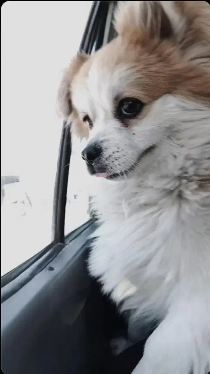 سگ پامر|سگ|مشهد, چهاربرج|دیوار