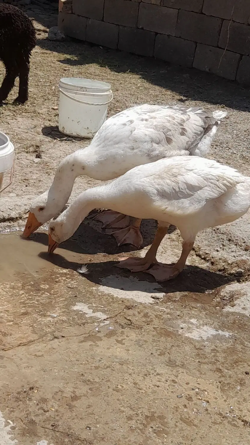 جوجه غاز|حیوانات مزرعه|گرگان, |دیوار