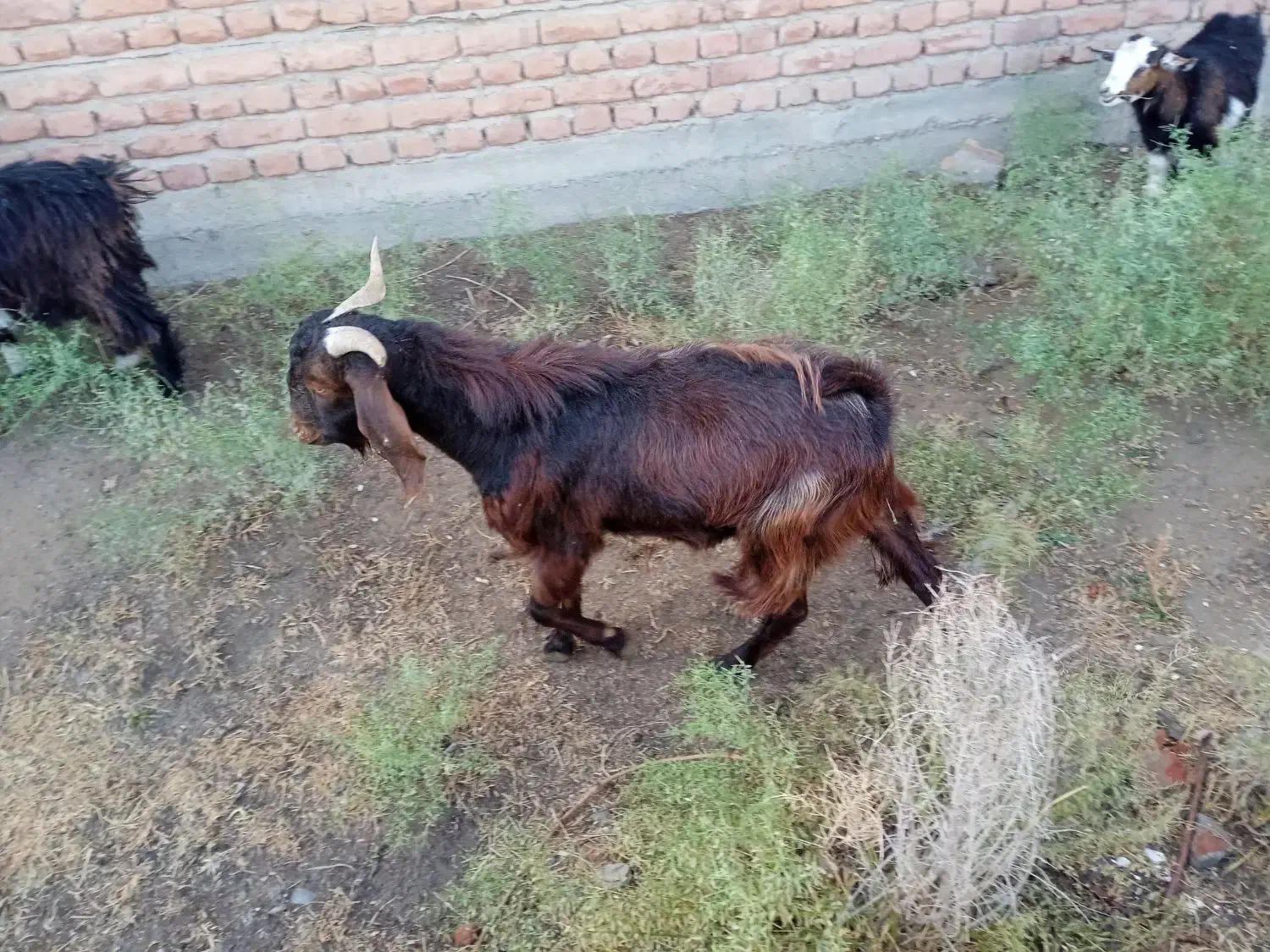 بزغاله نر گوشتی و نگهداری|حیوانات مزرعه|میاندوآب, |دیوار