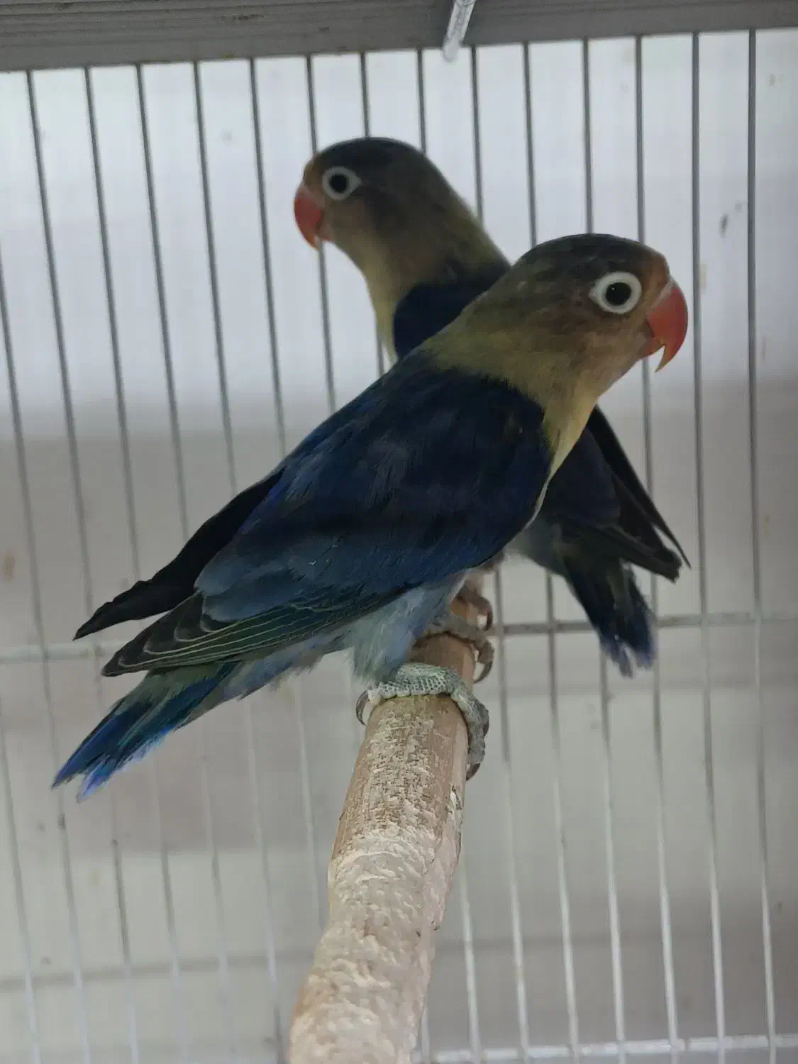 جفت‌های گرینچیک و کوتوله و عروس|پرنده|مشهد, شهرک امام هادی (شهرک غرب)|دیوار