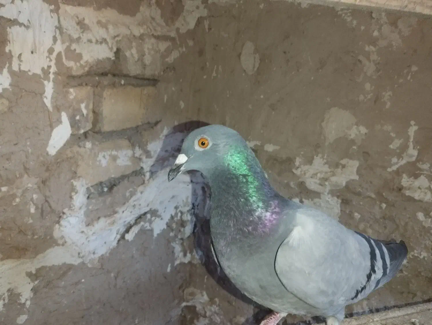 کبوتر خطی|پرنده|دشتابی, |دیوار