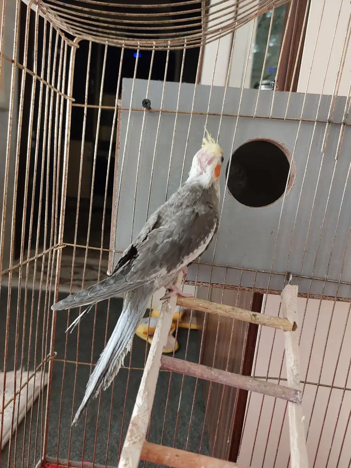 دو عدد عروس هلندی با قفس و جا دونی و جا آبی|پرنده|تبریز, |دیوار