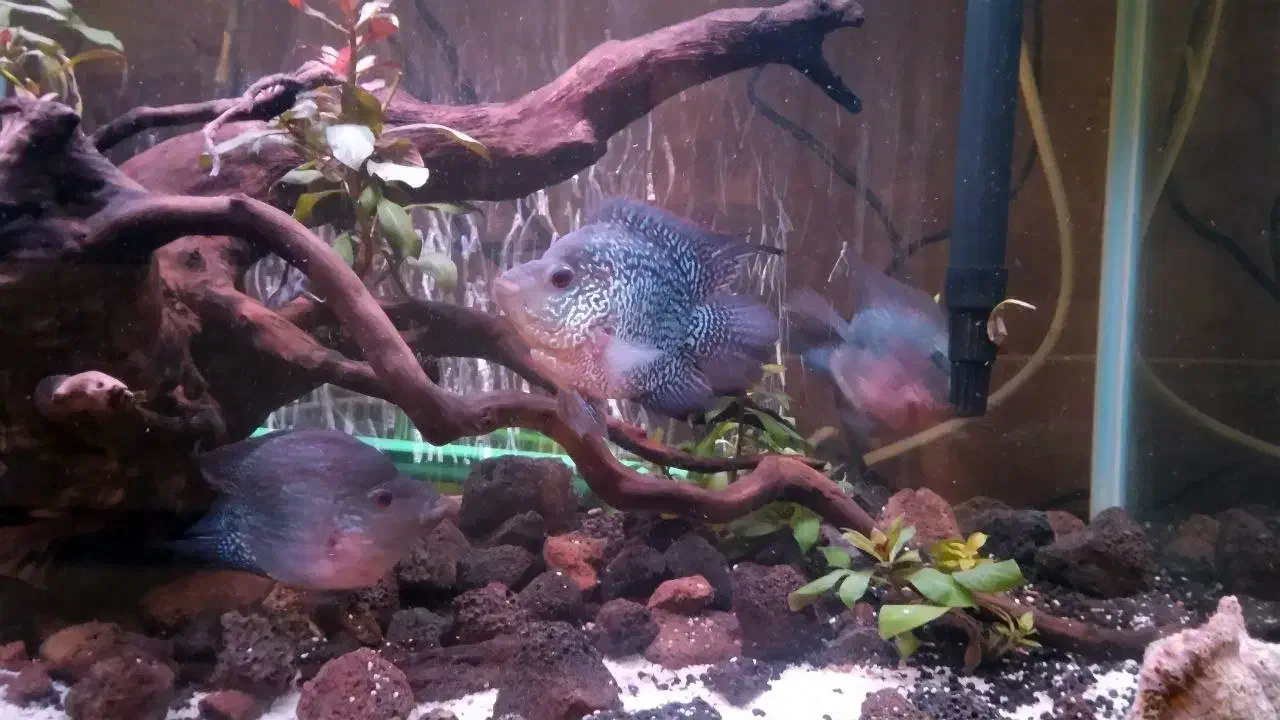 ماهی فلاور|ماهی|تهران, یاخجی آباد|دیوار