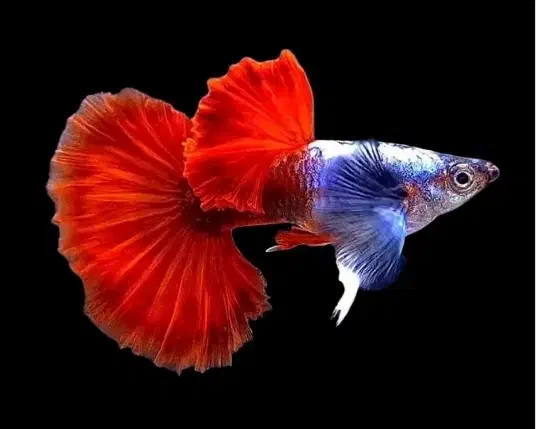 پرورش ماهی آکواریومی|ماهی|اهر, |دیوار