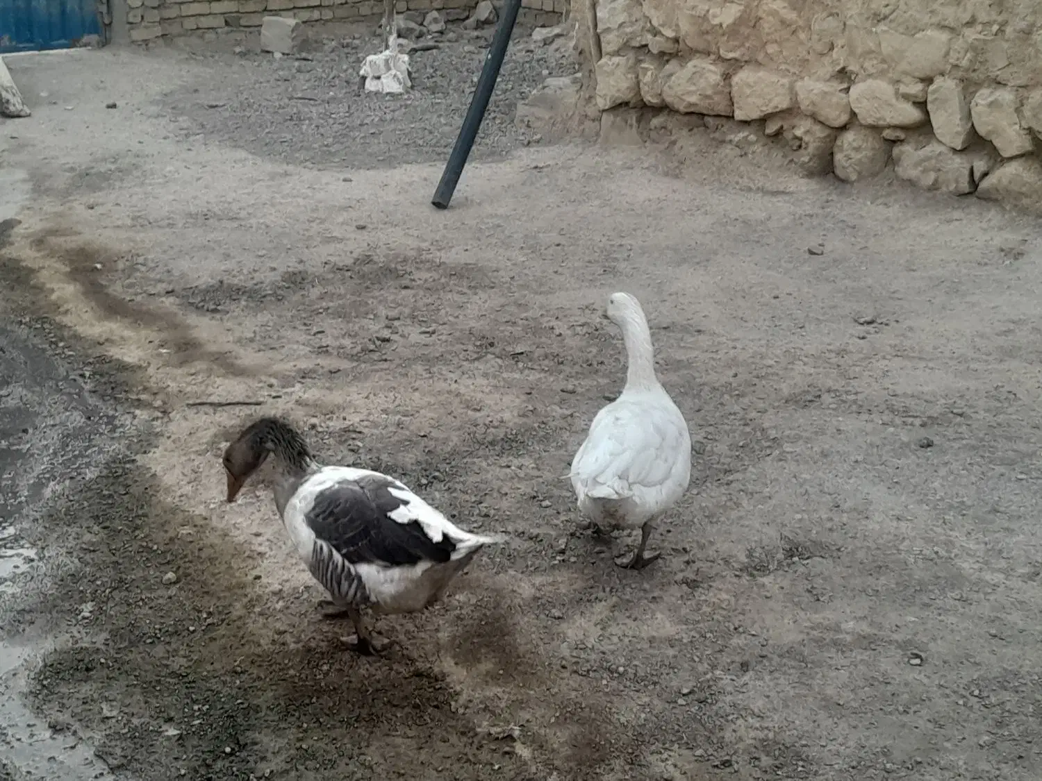 غاز|حیوانات مزرعه|زاغه, |دیوار