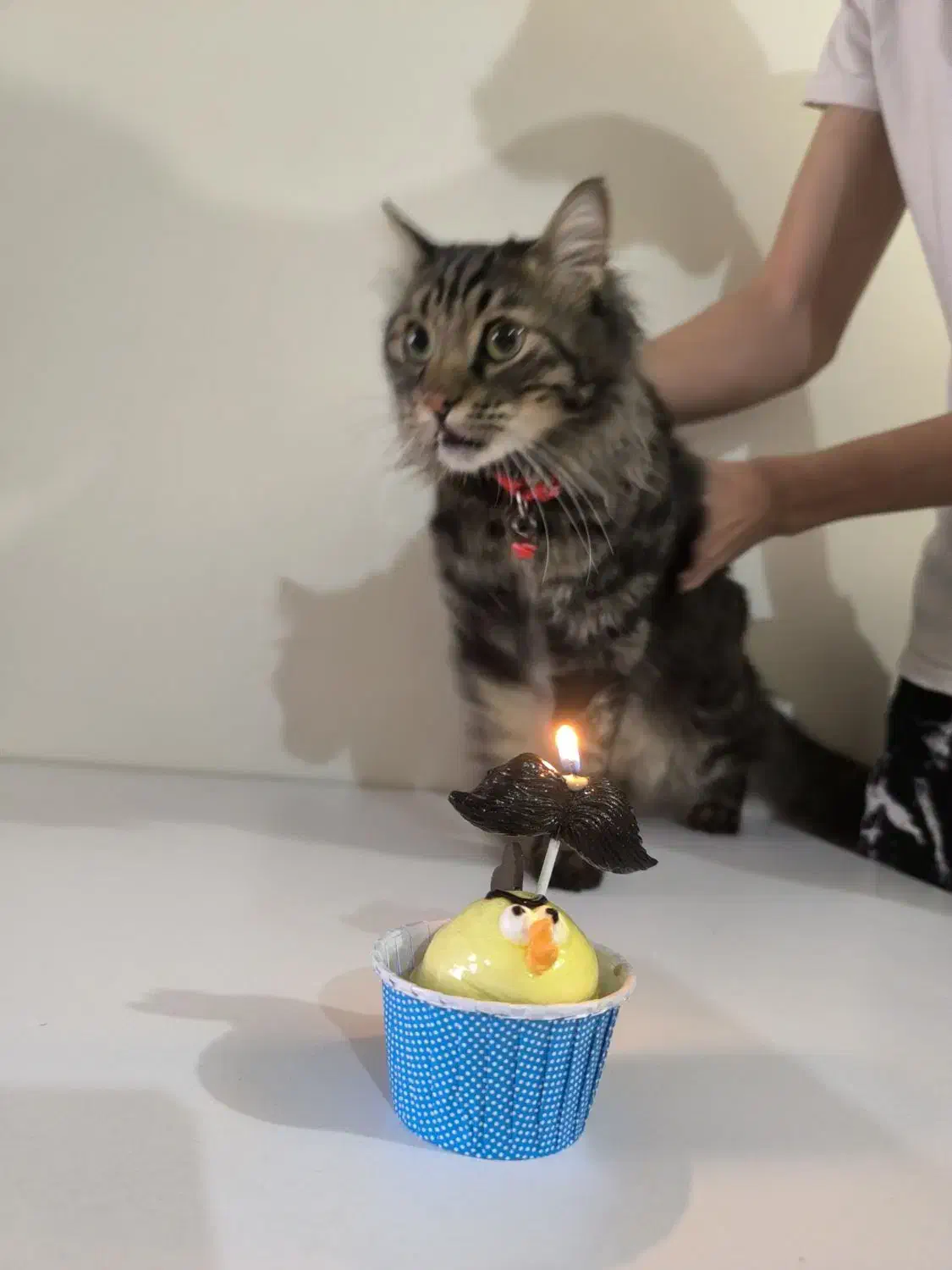 گربه گمشده|حیوانات|تبریز, |دیوار