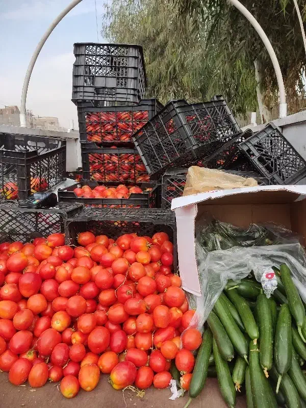 گوجه قیمت خرید|حراج|ساوه, |دیوار