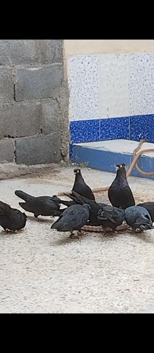 کنگان|پرنده|بندر کنگان, |دیوار