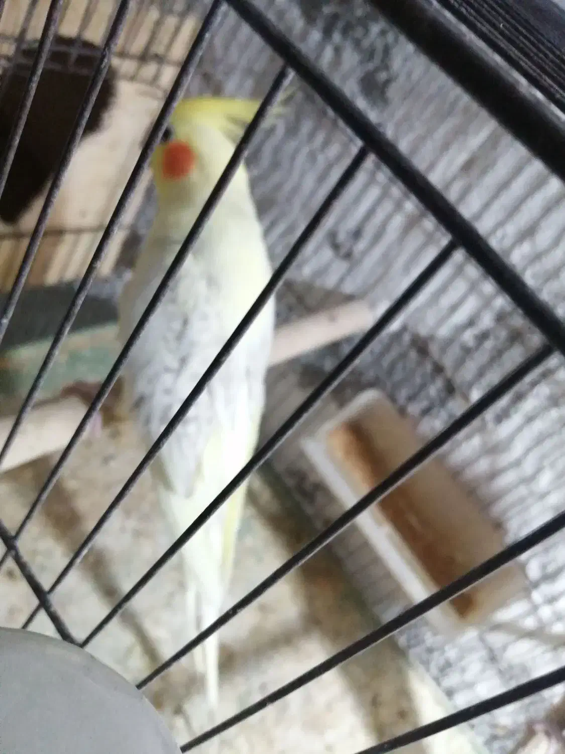 عروس هلندی|پرنده|آبپخش, |دیوار