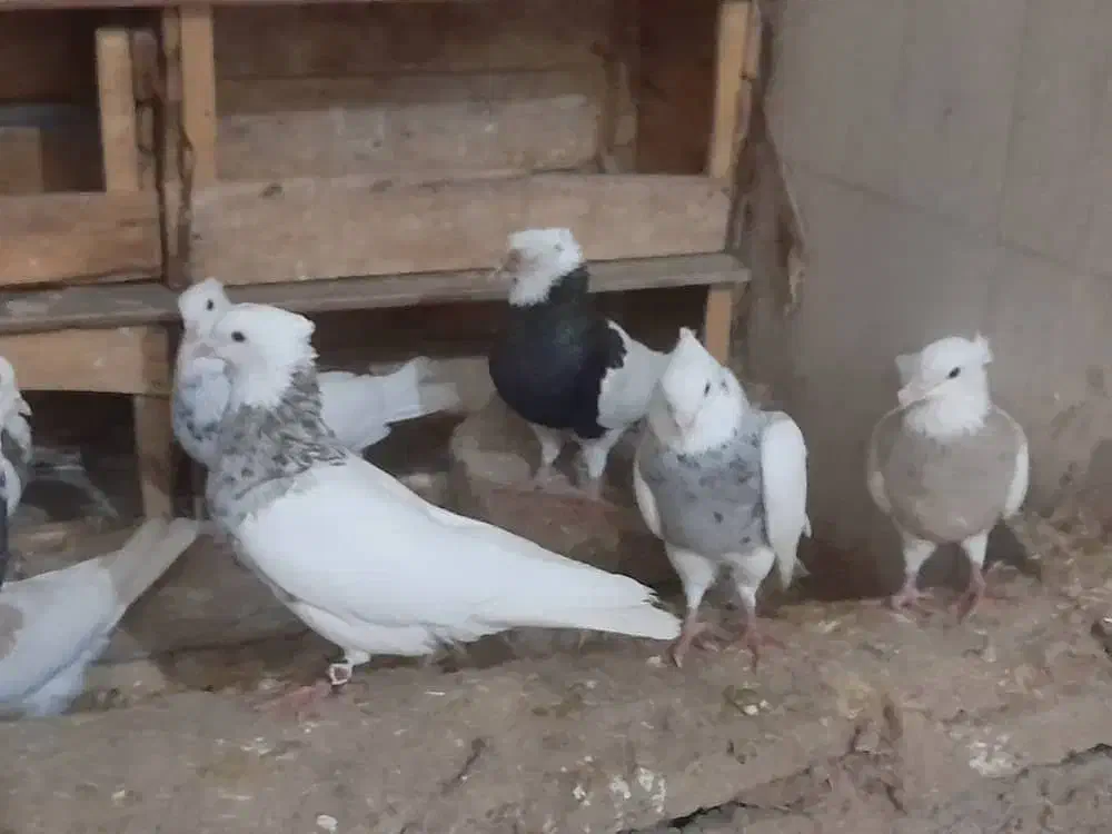 ۱۵ عدد طوقی بی نقص|پرنده|امیدیه, |دیوار