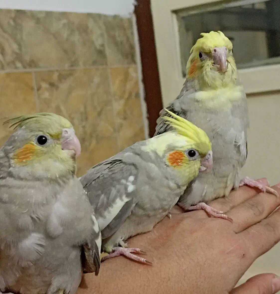 جوجه عروس هلندی|پرنده|بیرجند, |دیوار