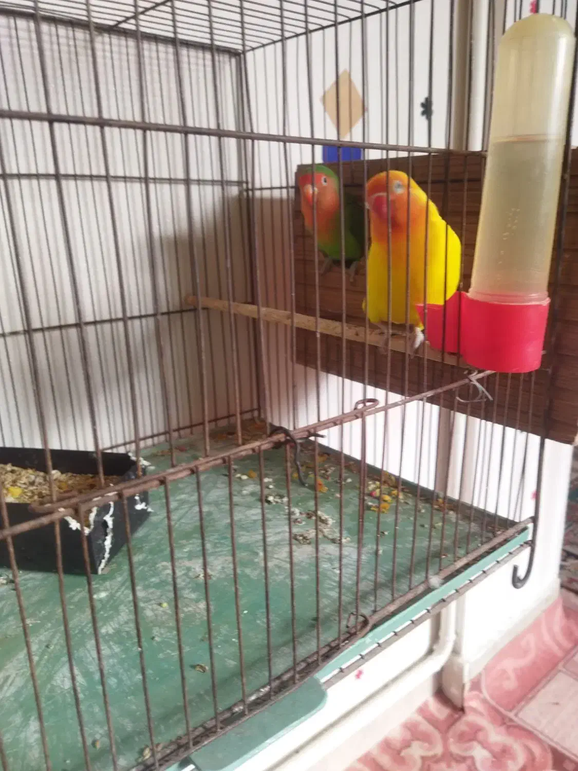 نروماده|پرنده|قم, شاه سید علی|دیوار