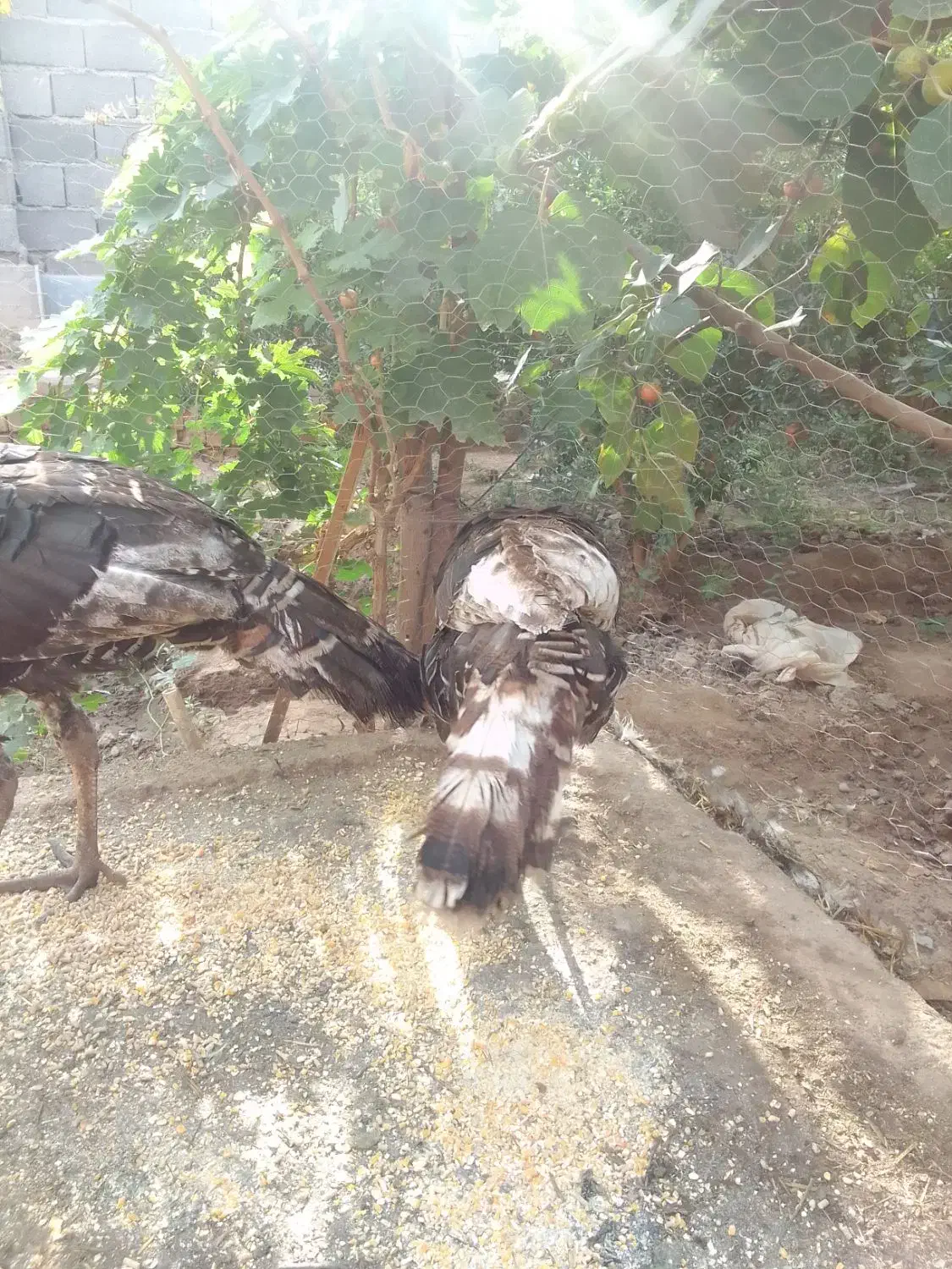 فروش خروس +غاز+بوقلمون|حیوانات مزرعه|گرمسار, |دیوار