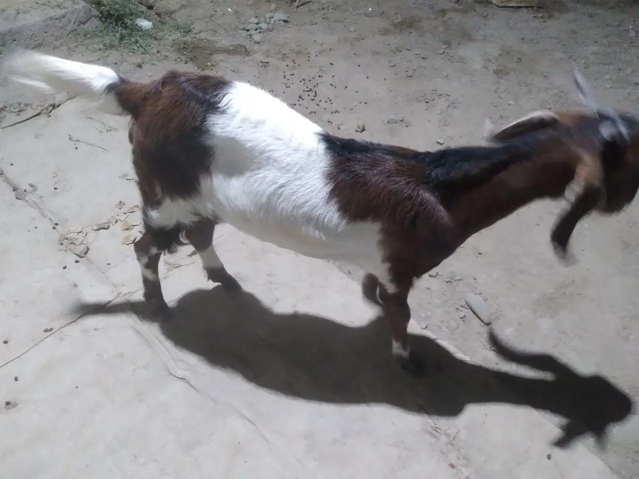 بز چاق وشیری|حیوانات مزرعه|بمپور, |دیوار