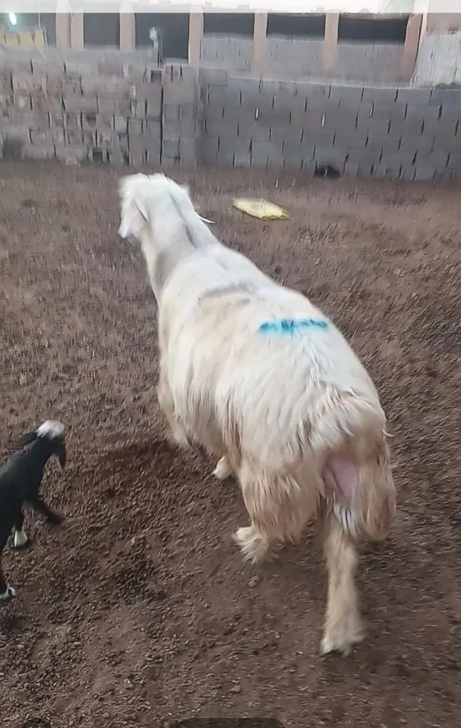 قوچ|حیوانات مزرعه|باوی, |دیوار