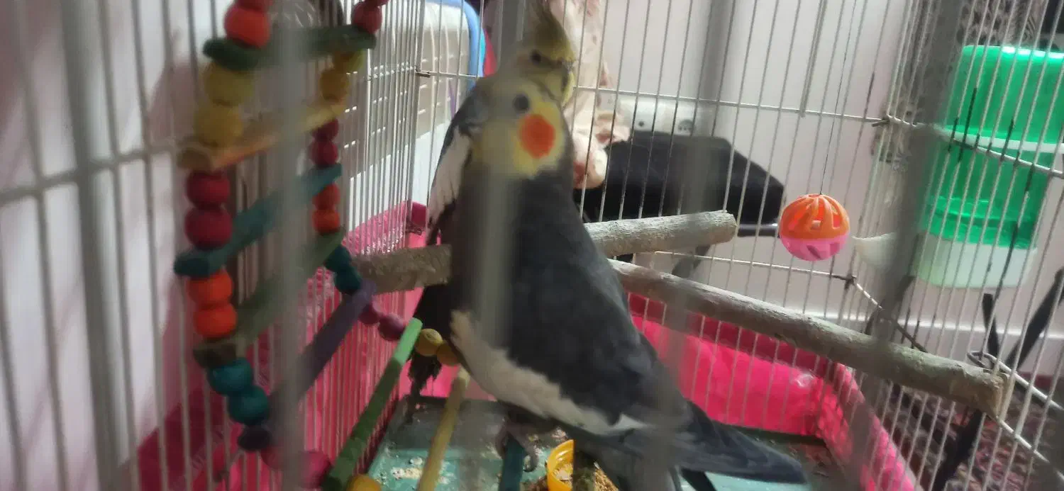 دو عدد عروس هلندی نر فوری|پرنده|تهران, مینای شمالی (مخبر)|دیوار