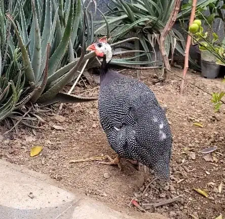 مرغ شاخدار خانگی بالغ 6 ماه|حیوانات مزرعه|شیراز, دشت چنار|دیوار