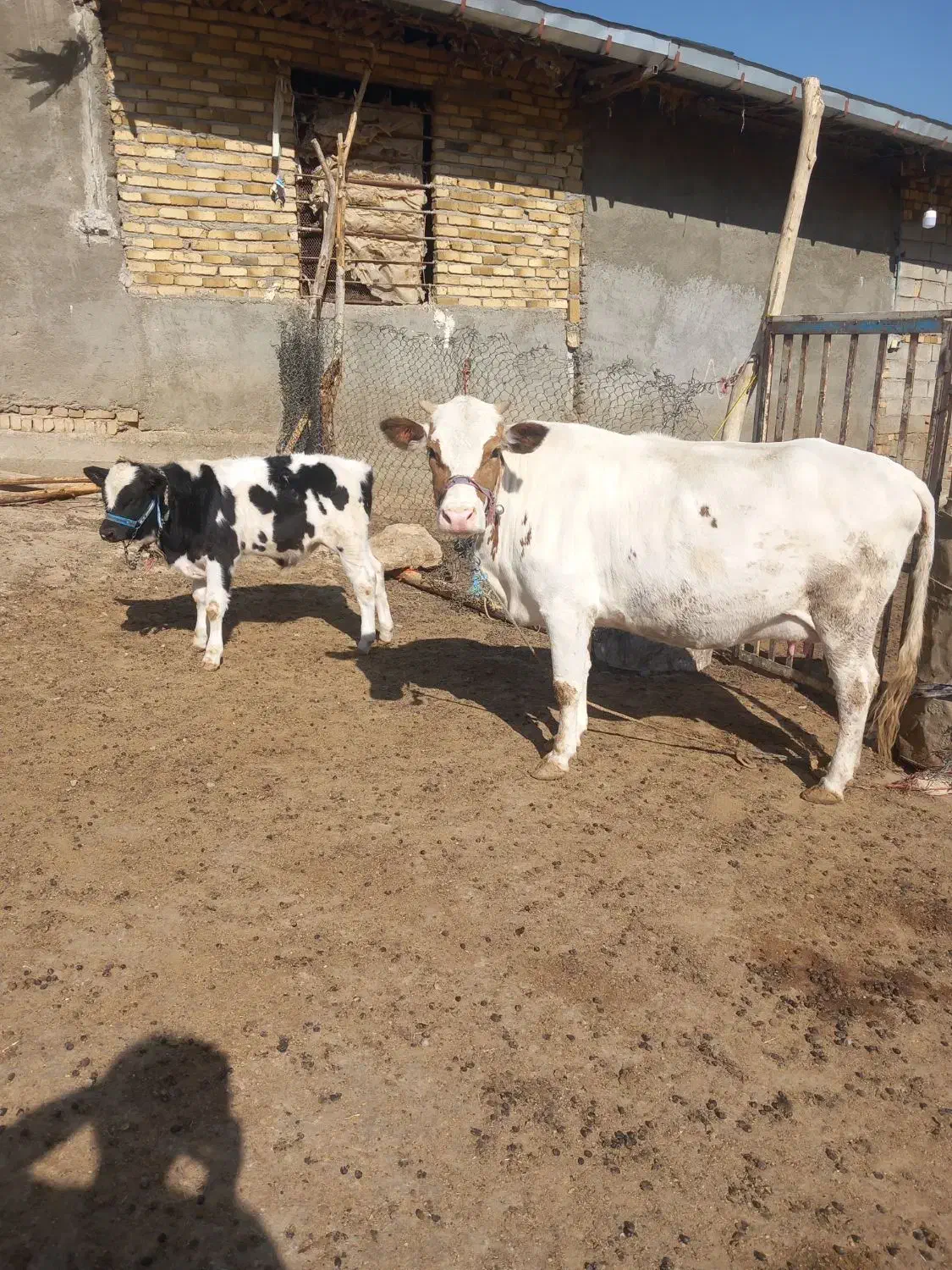 گاو گوساله|حیوانات مزرعه|زاغه, |دیوار