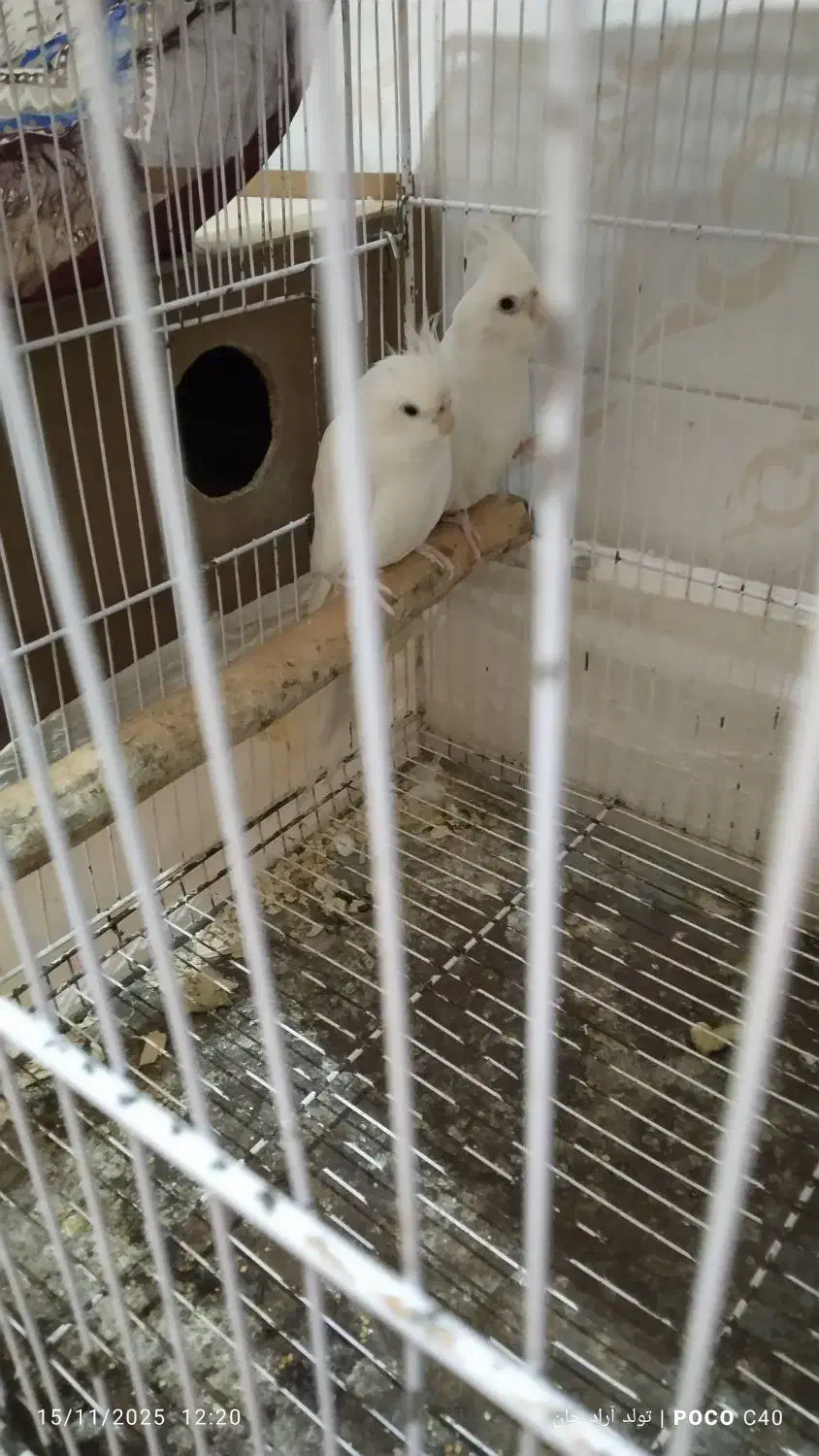 عروس هلندی آلبینو|پرنده|گرگان, |دیوار