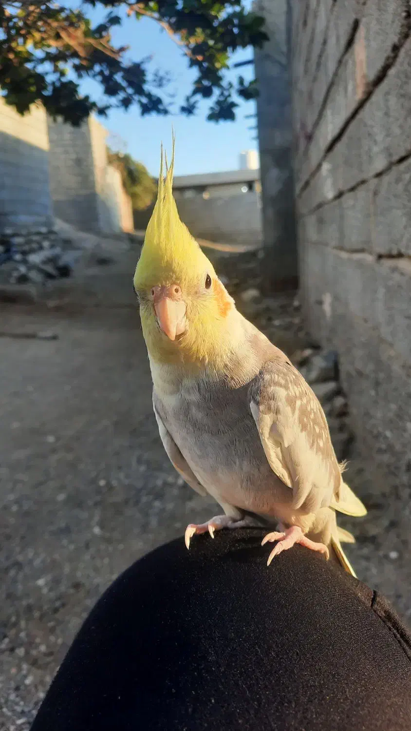 گمشده فراری|حیوانات|میناب, |دیوار