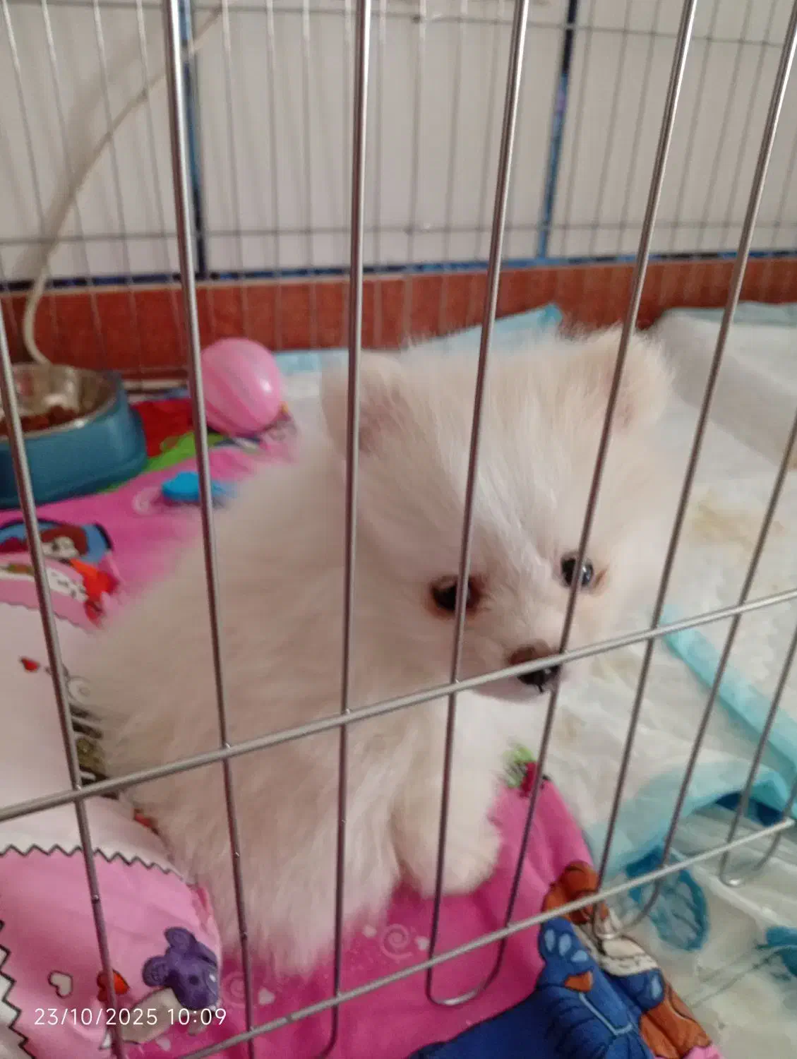 فروش سگ|سگ|شاهینشهر, گزبرخوار|دیوار