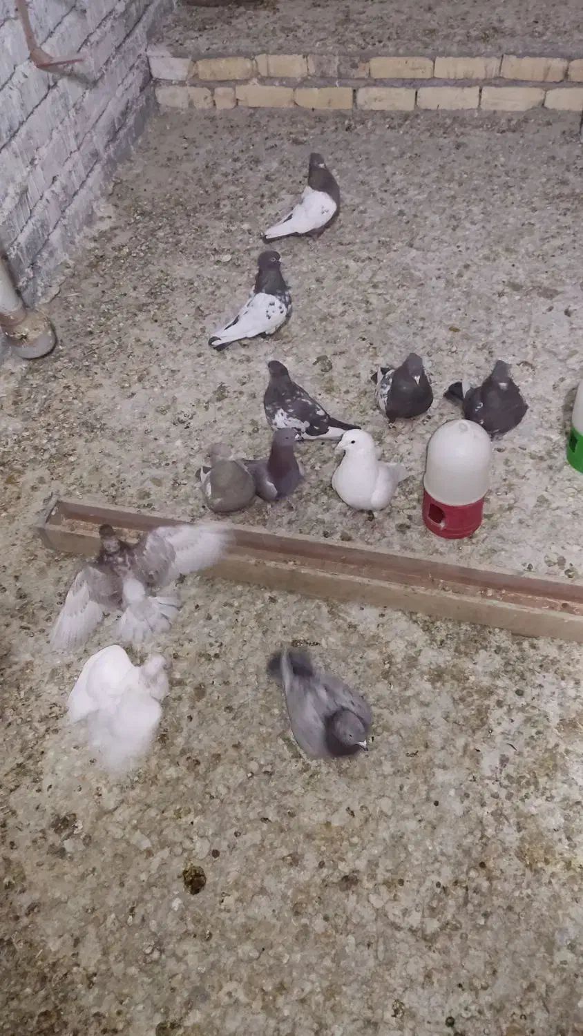 کبوتر یا کفتر|پرنده|شیراز, شهرک مهرگان|دیوار