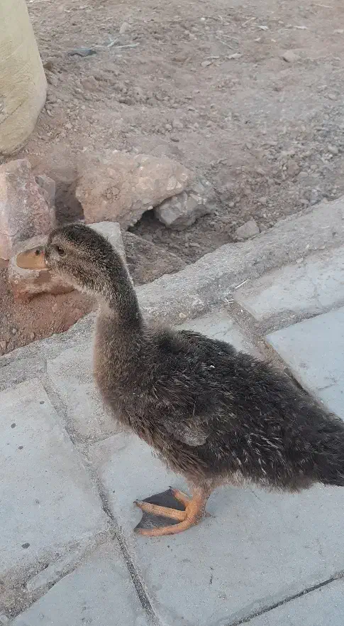 جوجه اردک|حیوانات مزرعه|سیرجان, |دیوار