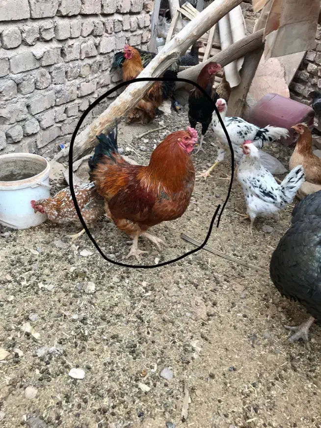 خروس محلی /برهما/بوقلمون|حیوانات مزرعه|رفسنجان, |دیوار