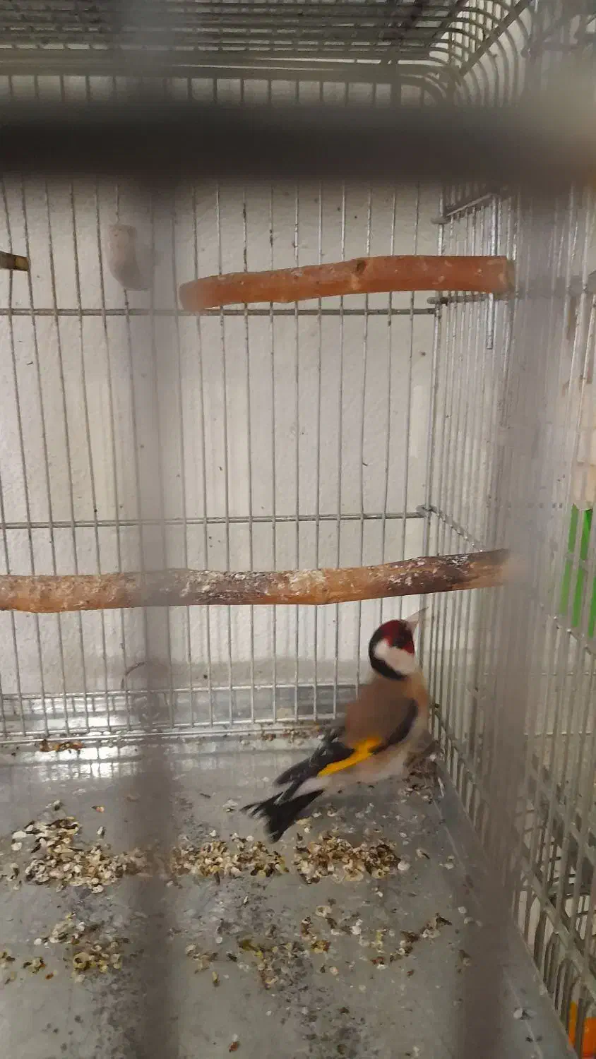 سهره نر|پرنده|ایذه, |دیوار