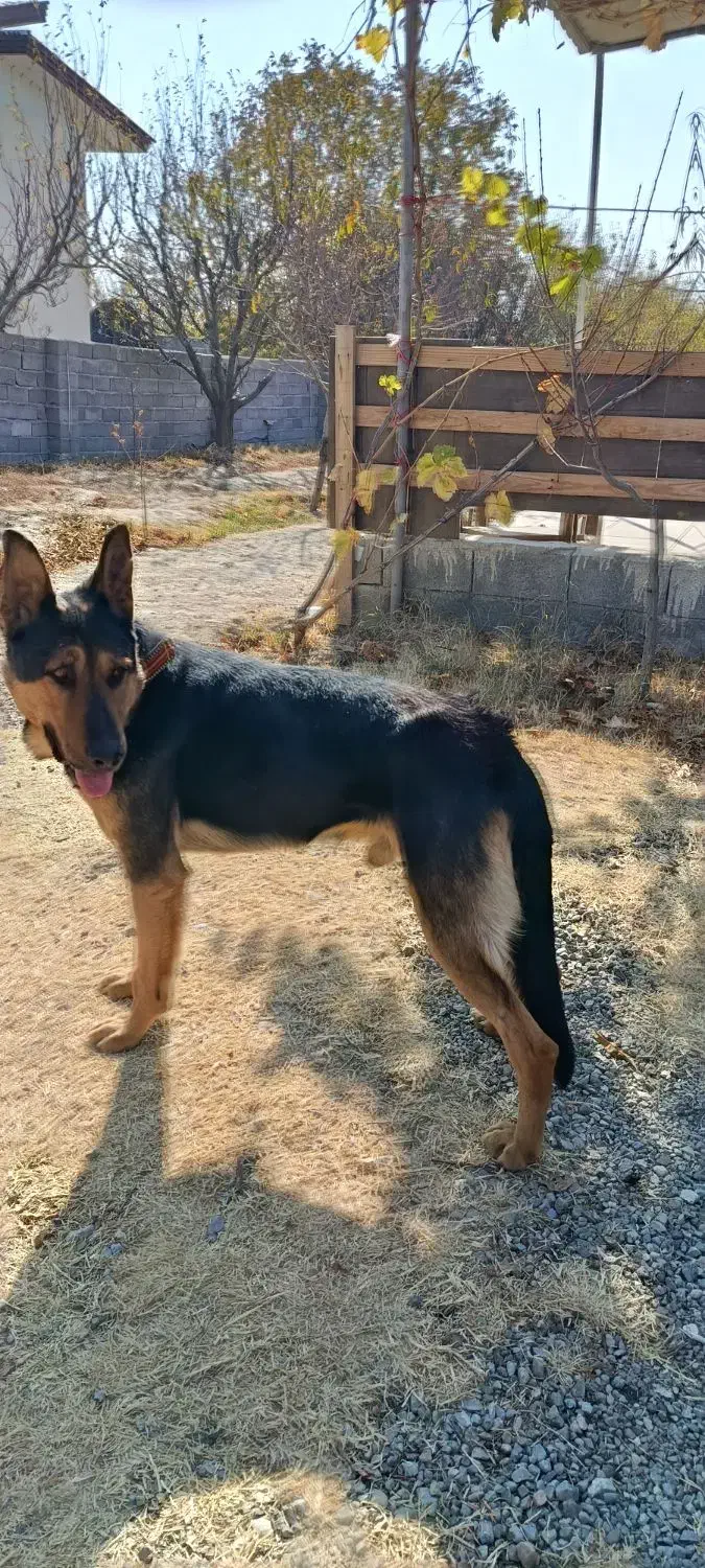 سگ گرگی|سگ|ارومیه, |دیوار