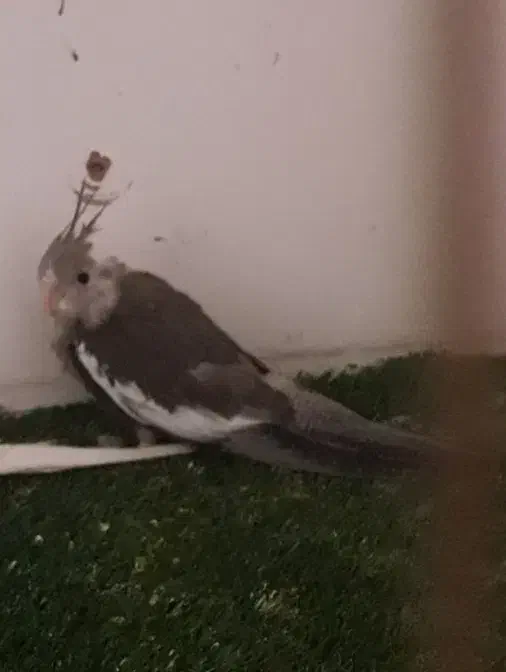 طوط|پرنده|سلماس, |دیوار